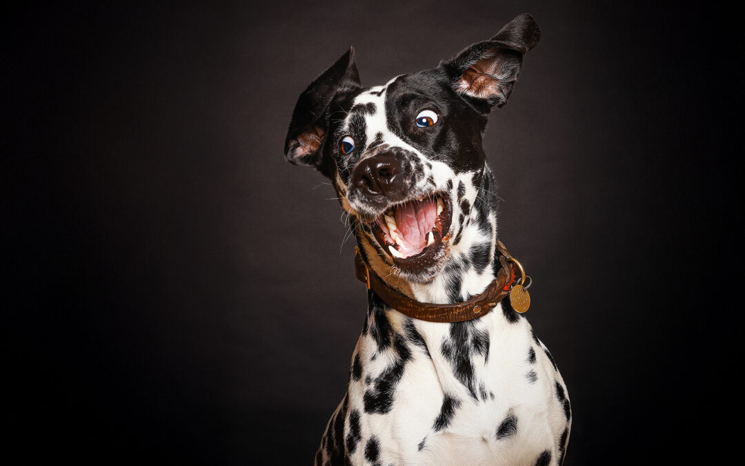 Dalmatiner mit offenem Maul im Studiofoto, energiegeladenes Hundefoto im Fotostudio in Hamburg