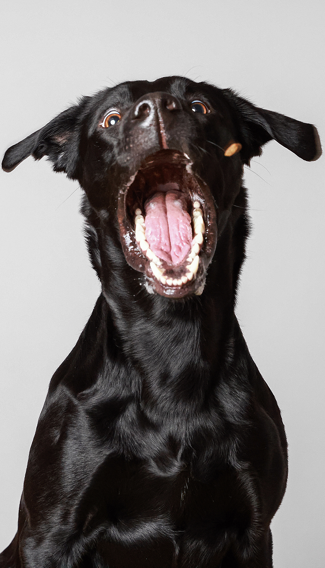 Schwarzer Labrador fängt Leckerli im Sprung, dynamisch eingefangen im Fotostudio in Hamburg