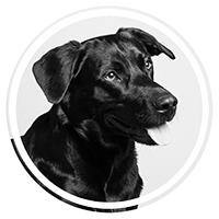 Schwarz-weiß Porträt mit Schnurrbart in einem runden Rahmen, Teamfoto, Fotostudio Hamburg.