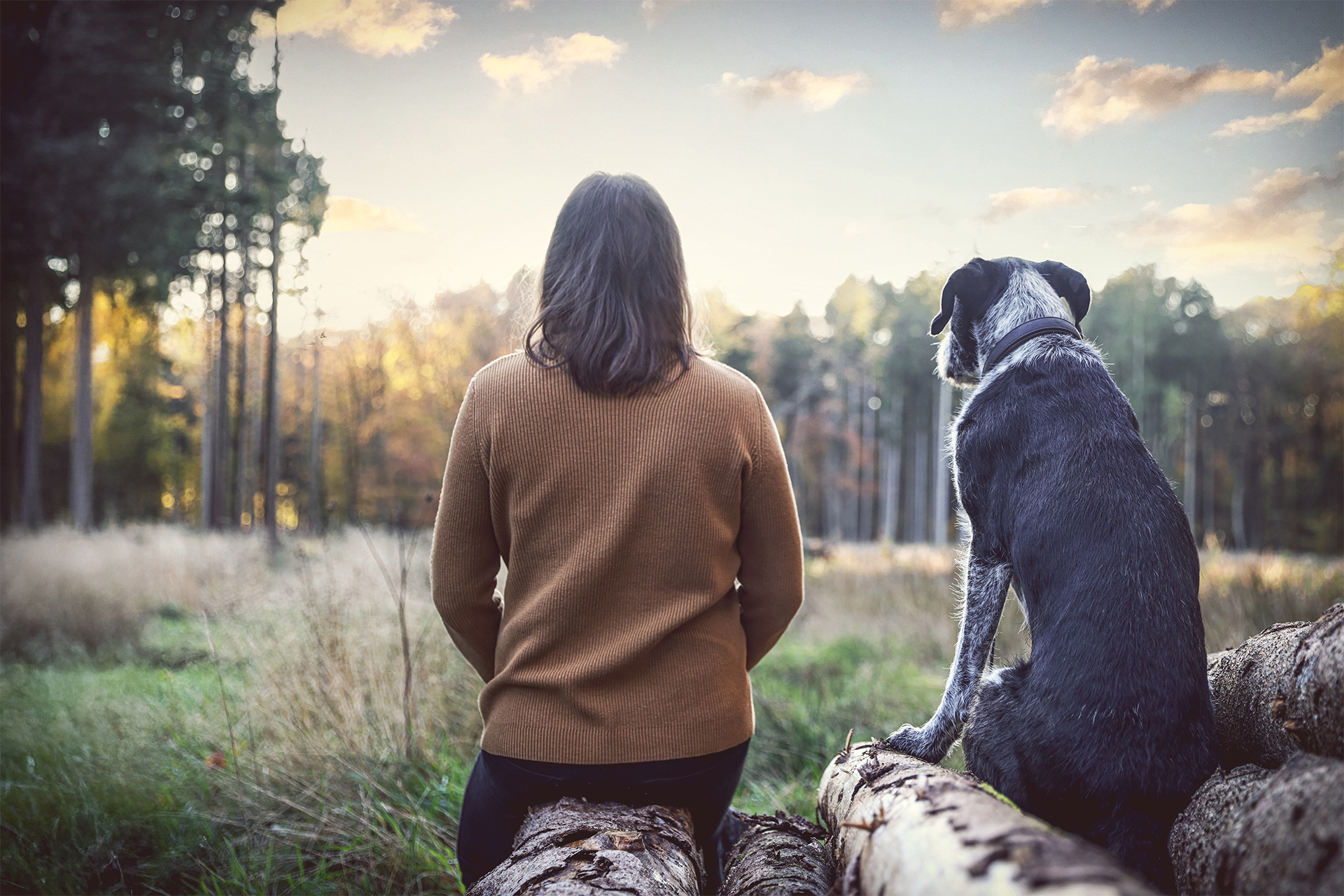 Ruhiges Naturfoto Hundefoto von Mensch und Hund auf Baumstämmen in der Lüneburger Heide bei Sonnenuntergang