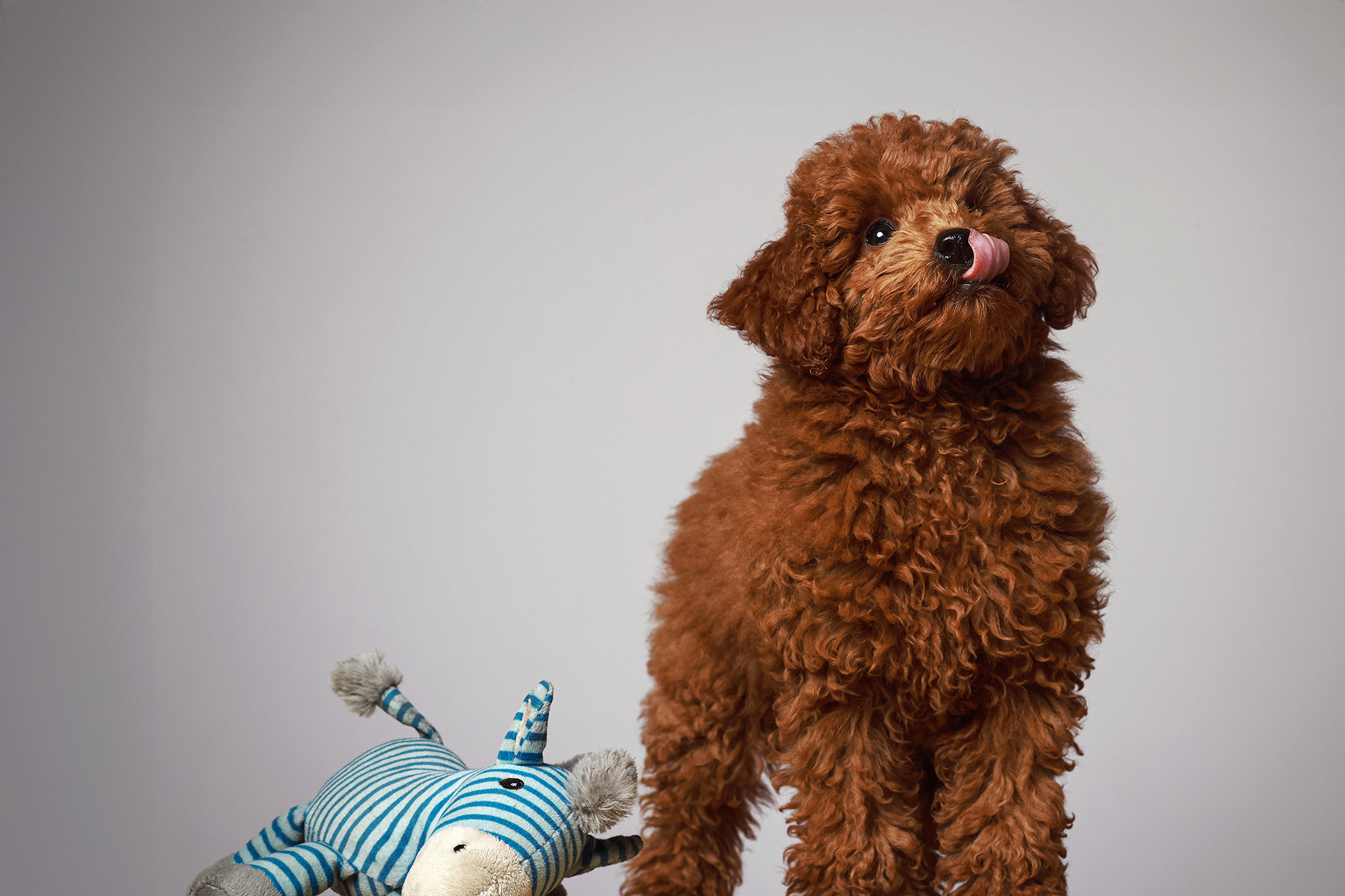 Zuckersüßer Zwergpudel mit Stofftier beim Pudel Fotoshooting im Fotostudio in Hamburg, Hundefoto mit verspieltem Ausdruck