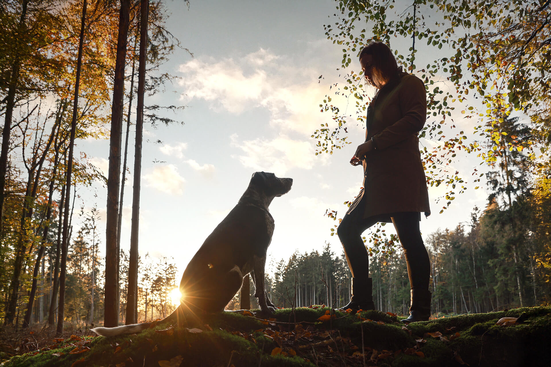 Frau mit Hund beim emotionalen Fotoshooting Hund Lueneberger Heide im Gegenlicht bei Sonnenuntergang im Wald
